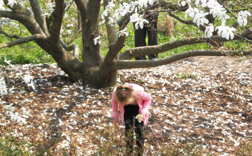 Благородный цветок