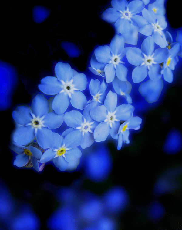 Легенда о незабудке. Эйдетика.