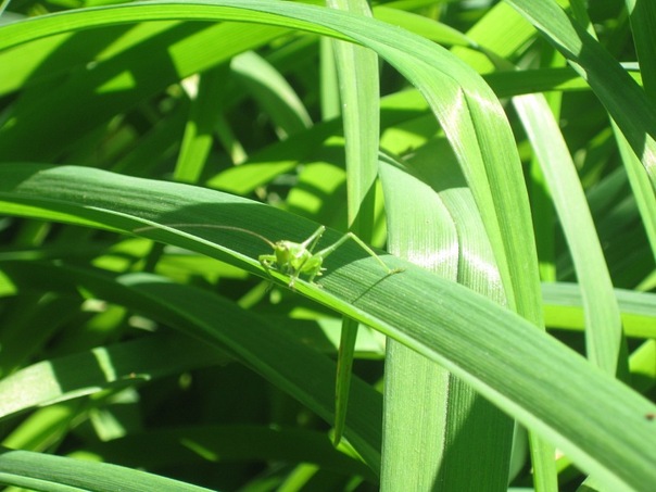 Біологам 8-го класу!