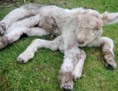 Інтенсивний курс з біології в 11-му класі