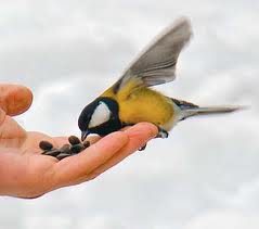 Тварини взимку