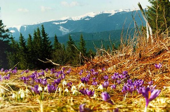 Сайт створити? Легко!