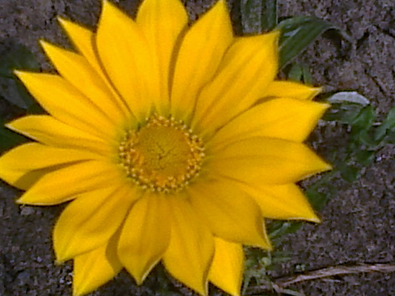 Нескучные гербарии